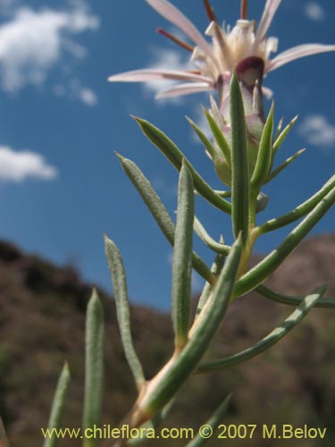 Bild von Mutisia acerosa (). Klicken Sie, um den Ausschnitt zu vergrössern.