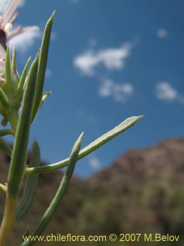 Bild von Mutisia acerosa (). Klicken Sie, um den Ausschnitt zu vergrössern.