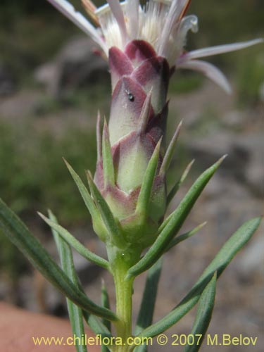 Bild von Mutisia acerosa (). Klicken Sie, um den Ausschnitt zu vergrössern.