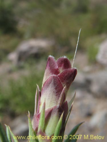 Bild von Mutisia acerosa (). Klicken Sie, um den Ausschnitt zu vergrössern.