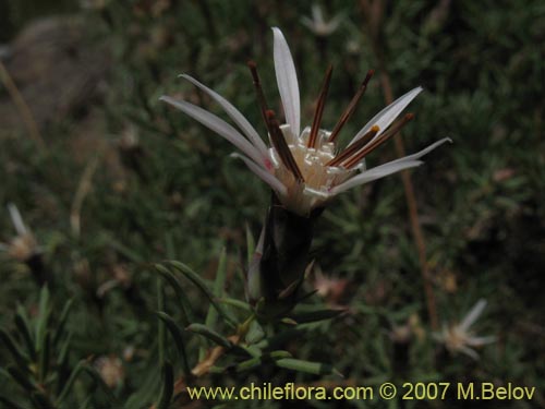 Bild von Mutisia acerosa (). Klicken Sie, um den Ausschnitt zu vergrössern.