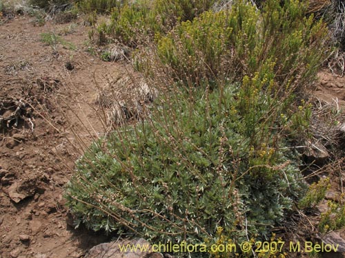 Acaena splendens의 사진