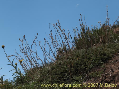 Acaena splendens의 사진