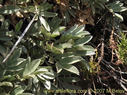 Acaena splendens의 사진