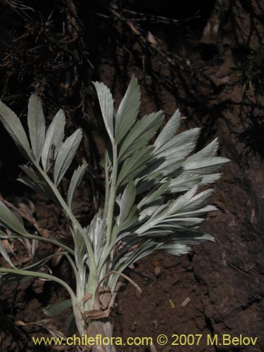 Acaena splendens의 사진