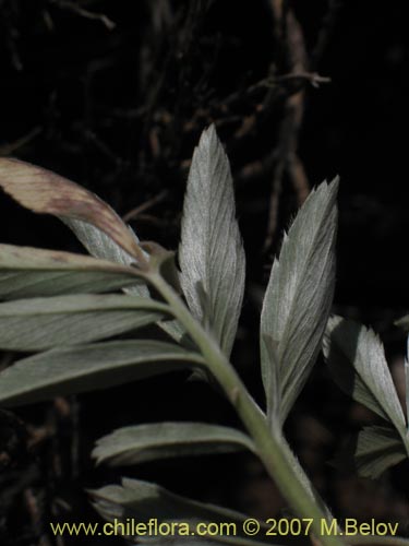 Acaena splendens의 사진