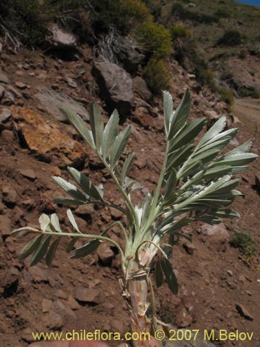 Acaena splendens의 사진