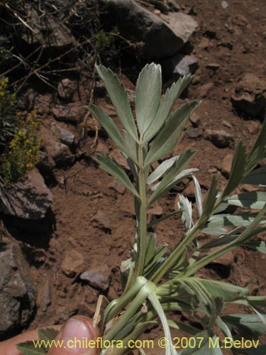 Acaena splendens의 사진