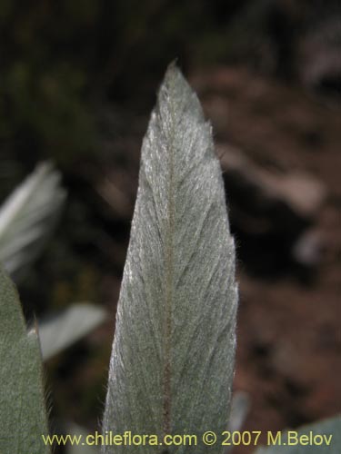 Acaena splendens의 사진