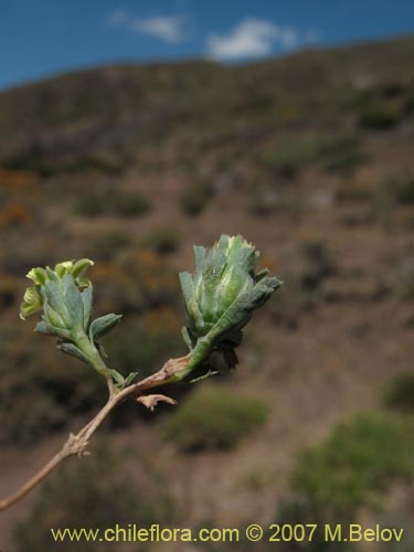 Chaetanthera euphrasioides的照片