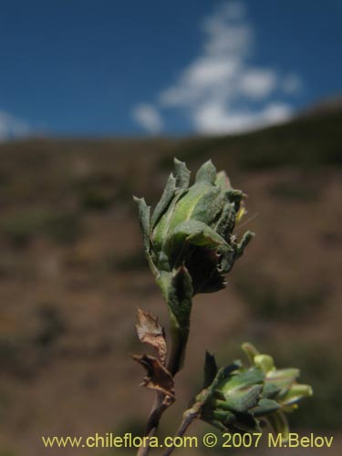 Chaetanthera euphrasioides的照片