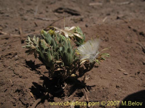 Chaetanthera euphrasioides的照片