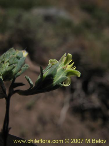 Chaetanthera euphrasioides的照片