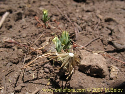 Chaetanthera euphrasioides的照片