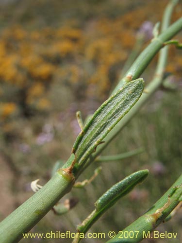 Verbena #1024의 사진