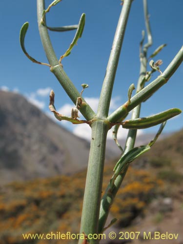 Verbena #1024의 사진