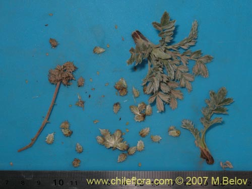 Acaena sericea의 사진