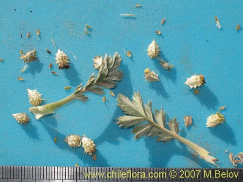 Acaena sericea의 사진