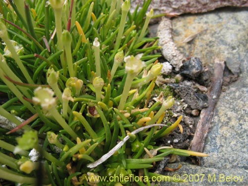 Colobanthus quitensis的照片