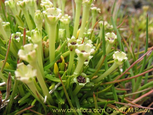 Colobanthus quitensis的照片