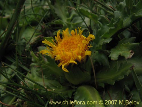 Bild von Hypochoeris acaulis (Hierba del chancho). Klicken Sie, um den Ausschnitt zu vergrössern.