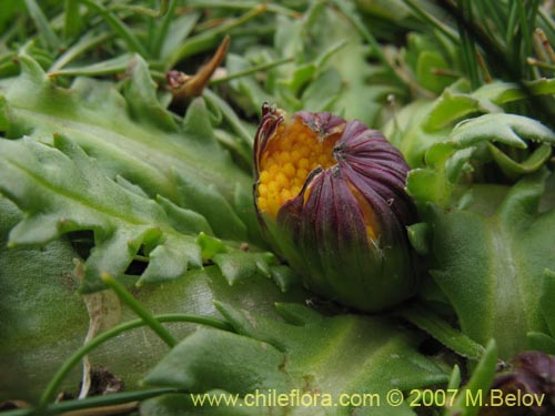 Bild von Hypochoeris acaulis (Hierba del chancho). Klicken Sie, um den Ausschnitt zu vergrössern.