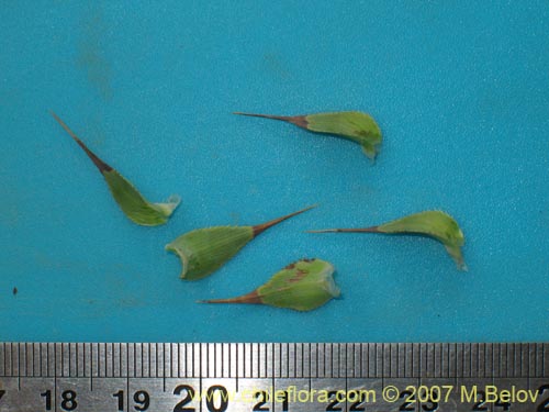 Image of Nassauvia sprengelioides (). Click to enlarge parts of image.