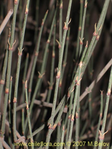 Image of Ephedra gracilis (). Click to enlarge parts of image.