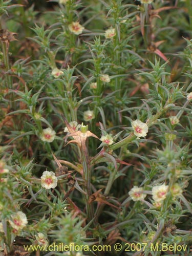 Bild von nicht bestimmte Pflanze sp. #1786 (). Klicken Sie, um den Ausschnitt zu vergrössern.