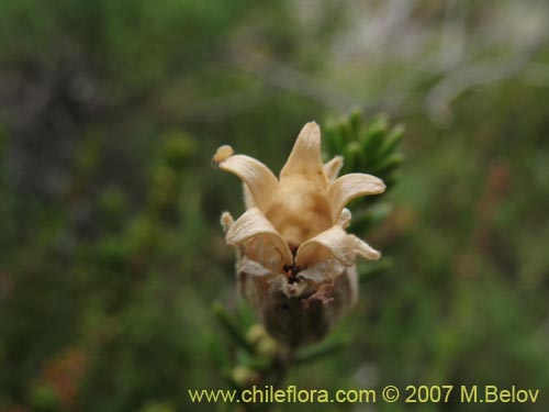 Image of Silene chilensis (). Click to enlarge parts of image.