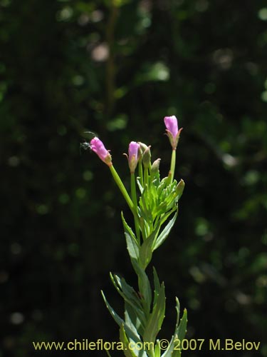 Bild von Epilobium sp. #1675 (). Klicken Sie, um den Ausschnitt zu vergrössern.
