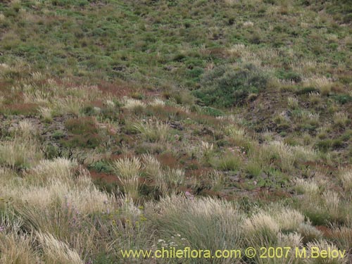 Bild von Epilobium sp. #1675 (). Klicken Sie, um den Ausschnitt zu vergrössern.