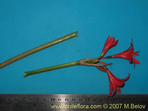 Image of Rhodophiala sp. #1755 (). Click to enlarge parts of image.