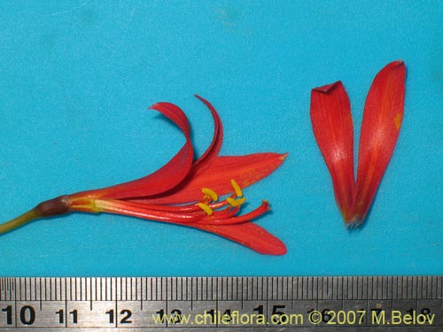 Image of Rhodophiala sp. #1755 (). Click to enlarge parts of image.