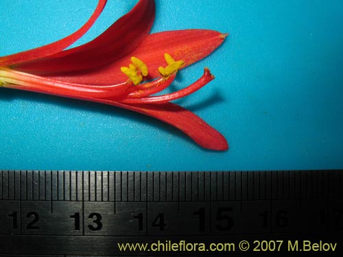 Image of Rhodophiala sp. #1755 (). Click to enlarge parts of image.