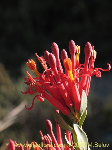 Image of Tristerix verticillatus (Quintral). Click to enlarge parts of image.