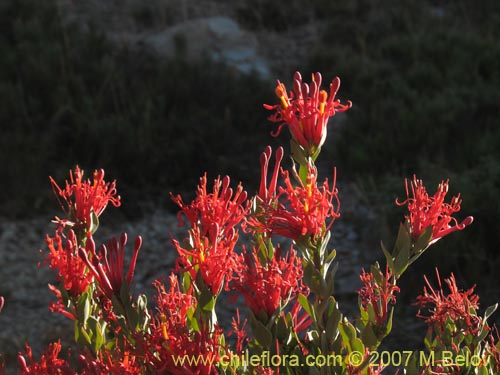 Image of Tristerix verticillatus (Quintral). Click to enlarge parts of image.
