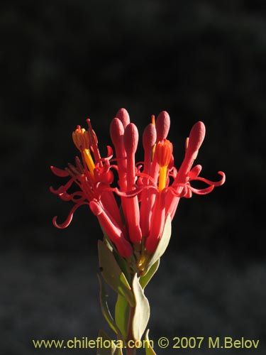 Image of Tristerix verticillatus (Quintral). Click to enlarge parts of image.