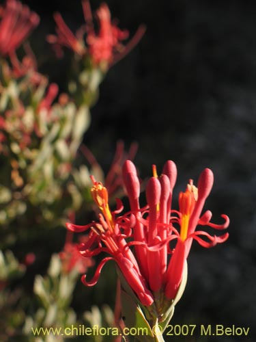 Image of Tristerix verticillatus (Quintral). Click to enlarge parts of image.