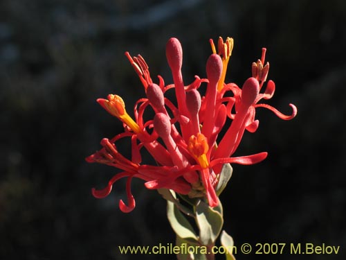 Image of Tristerix verticillatus (Quintral). Click to enlarge parts of image.