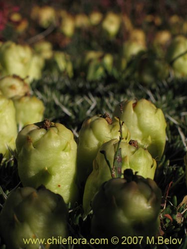 Image of Maihuenia poeppigii (Maihun). Click to enlarge parts of image.