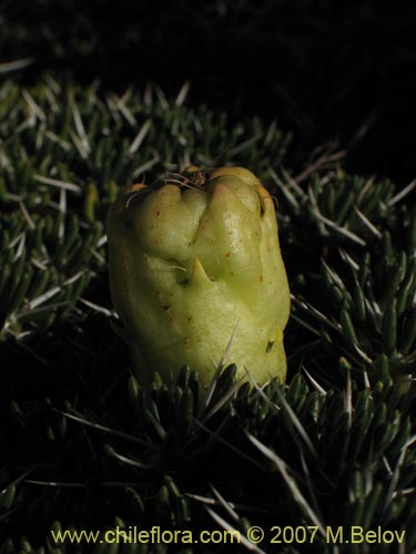 Image of Maihuenia poeppigii (Maihun). Click to enlarge parts of image.