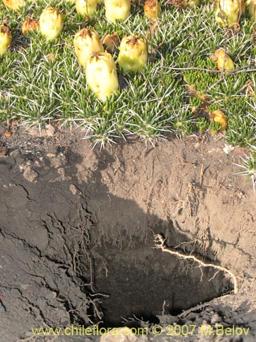 Image of Maihuenia poeppigii (Maihun). Click to enlarge parts of image.