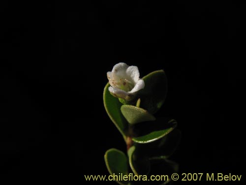 Image of Gaultheria sp. #2348 (). Click to enlarge parts of image.