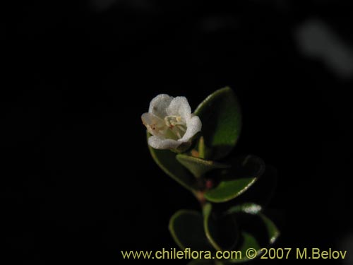 Image of Gaultheria sp. #2348 (). Click to enlarge parts of image.