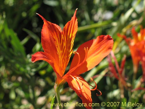 Image of Alstroemeria aurea (). Click to enlarge parts of image.