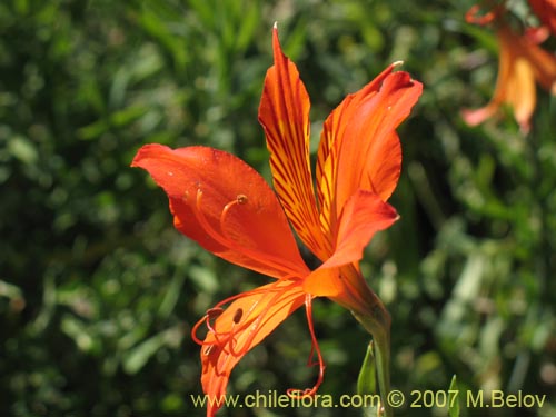 Image of Alstroemeria aurea (). Click to enlarge parts of image.