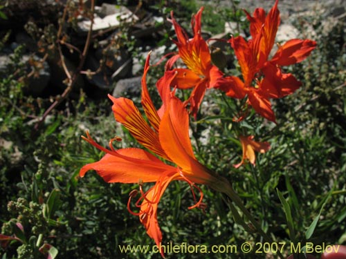 Image of Alstroemeria aurea (). Click to enlarge parts of image.