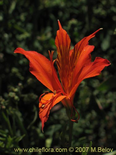 Image of Alstroemeria aurea (). Click to enlarge parts of image.