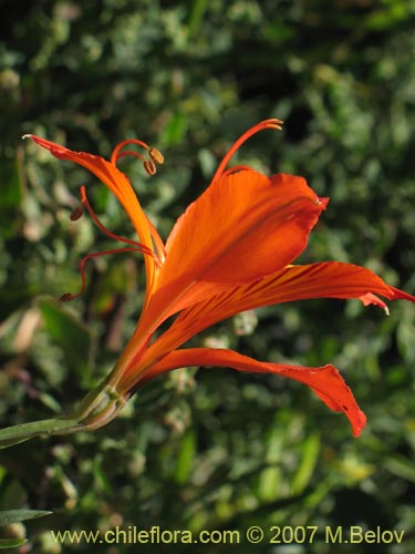 Image of Alstroemeria aurea (). Click to enlarge parts of image.